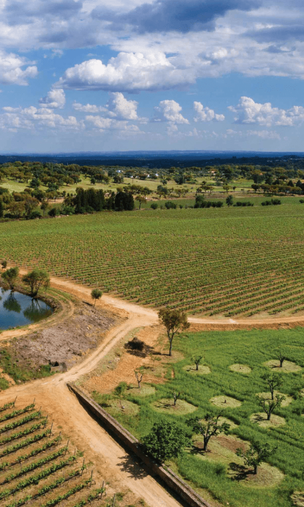 QUINTA DA FONTE SOUTO